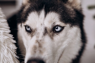 Purebred black and white siberian husky lying on the ground close up eyes looking at the camera - Powered by Adobe