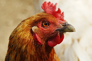 Aves, animales de granja