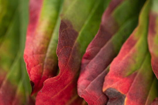 close up art background of red and green autumn leaves