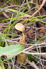 A view of nephentes plant