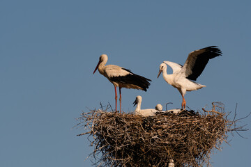 Birds Stork on nest against blue sky, white storks stands