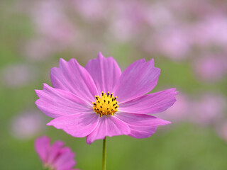 Obraz premium 満開のコスモス畑