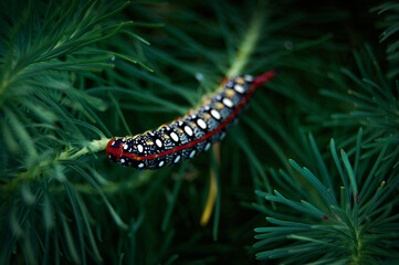 Obraz na płótnie Canvas Close-up of a Caterpillar