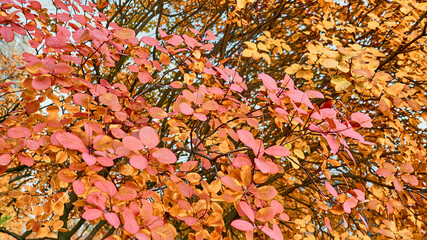 Branches with red leaves. the autumn frame.