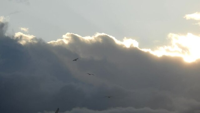 Sea birds holding their position against the wind with nicely lit clouds