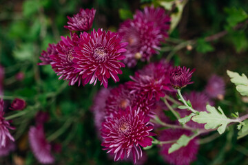 Burgundy purple chrysanthemums bloom in October garden. Fall flowers in blossom