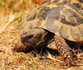 Una tartaruga di terra da vicino