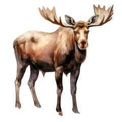 Moose, standing, isolated on transparent background. Watercolor illustration