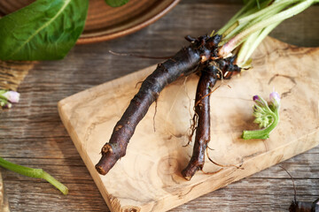Fresh comfrey or Symphytum root