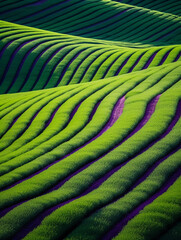 Fototapeta premium Rolling fields of lavender, enhanced through a stained glass window effect, vivid purples and greens
