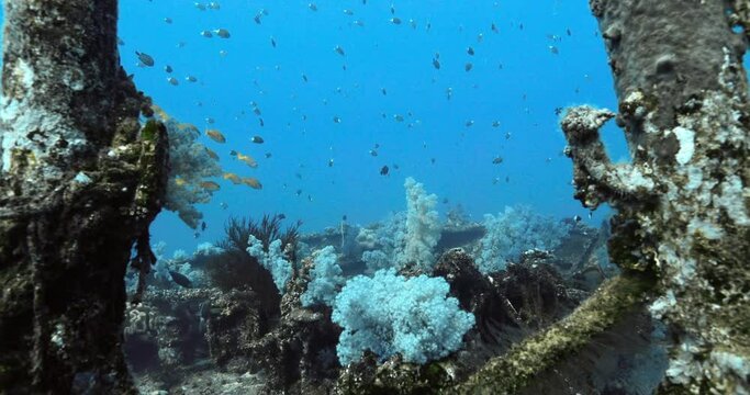 The stella Maru ship wreck and the colorful marine life on it.