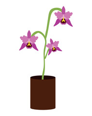colombian orchids illustration
