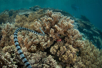 A Banded sea krait hunts for prey on a shallow coral reef in Raja Ampat. This remote, tropical area is known as the heart of the Coral Triangle due to its incredible marine biodiversity.