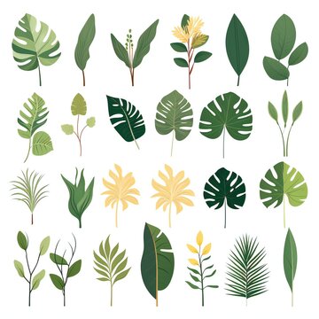 Fototapeta Flowers set graphic elements isolated, tropical leaves flowers themed clipart, monstera