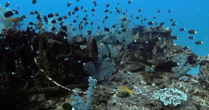 Colorful biodiversity in the Mauritius UNESCO World Heritage Site. 