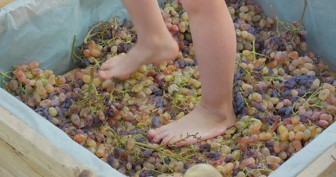 Wine production. Wine ritual. Kid feet crushing ripe grapes to make wine after harvest. Grape harvest. Close-up shot