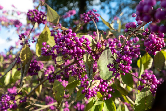 Close up of pink purple berry fruit of the Callicarpa Bodinieri Imperial Pearl plant, photographed in autumn at a garden in Wisley, Surrey, UK.