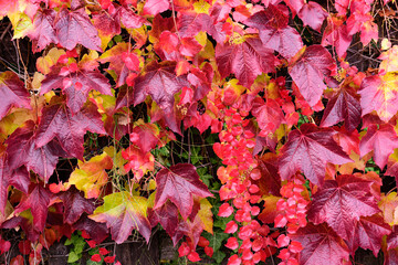 red sea of vine leaves