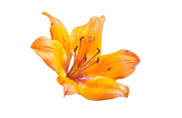 orange tiger lily