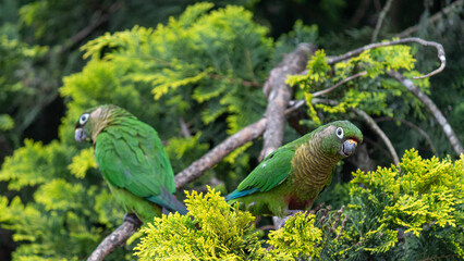 Enchanting Maroon-bellied parakeet, captured at the exact moment she reveals the wild beauty that surrounds us.	