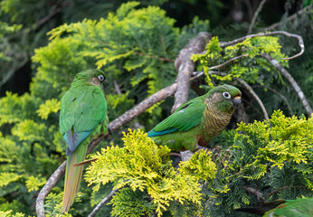 Obraz premium Enchanting Maroon-bellied parakeet, captured at the exact moment she reveals the wild beauty that surrounds us. 