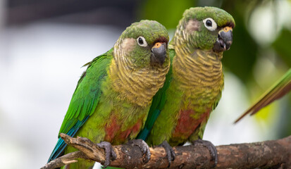 Enchanting Maroon-bellied parakeet, captured at the exact moment she reveals the wild beauty that surrounds us.	