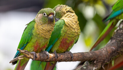 Enchanting Maroon-bellied parakeet, captured at the exact moment she reveals the wild beauty that surrounds us.	