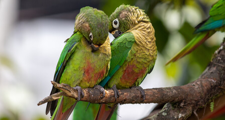 Enchanting Maroon-bellied parakeet, captured at the exact moment she reveals the wild beauty that surrounds us.