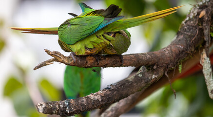 Enchanting Maroon-bellied parakeet, captured at the exact moment she reveals the wild beauty that surrounds us.	