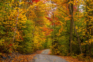 Winding road through a forest at autumn