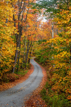Winding road through a forest at autumn