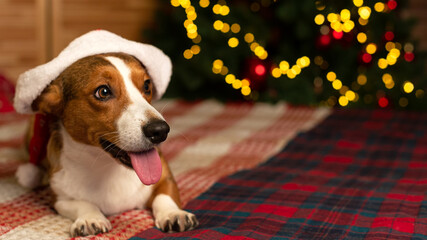 Dog. Welsh Corgi Pembroke. Holidays and events. A thoroughbred dog and a Christmas tree