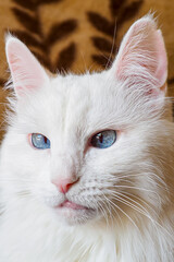 Cute purebred cat. Holidays and events. Pet