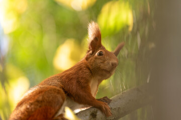 Squirrel close up at the sunny fall day.
