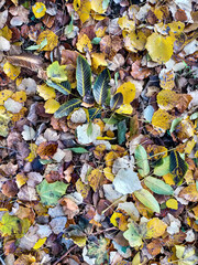 autumn leaves background , image taken in veneto, italy - 674135821