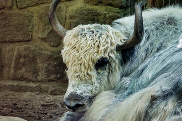 scottish highland cow , image taken in Hamm Zoo, north germany, europe - 674136697