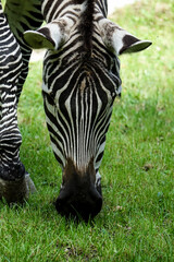 zebra in zoo , image taken in Hamm Zoo, north germany, europe - 674136808