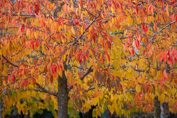 Stunning autumn colours: the leaves of the flowering Yoshino cherry trees in glorious hues with...
