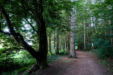 path in the forest , image taken in rugen, north germany, europe - 674137069