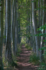 path in the forest , image taken in rugen, north germany, europe - 674137652