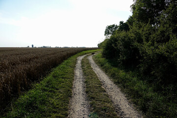 Fototapeta na wymiar path in the field , image taken in rugen, north germany, europe