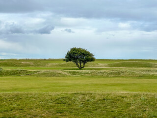 St Andrews, Scotland - September 22, 2023: A picturesque solitary tree in the middle of a fairway on the Jubilee Golf Course, a public course in St Andrews Scotland
