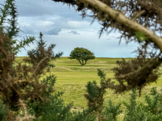 St Andrews, Scotland - September 22, 2023: A picturesque solitary tree in the middle of a fairway...