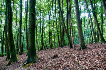 trees in the forest , image taken in rugen, north germany, europe - 674138078