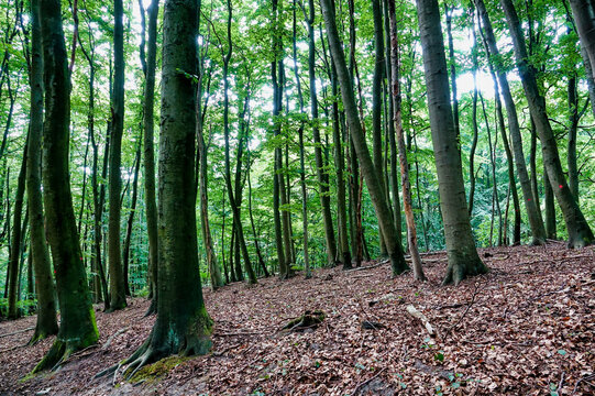 trees in the forest , image taken in rugen, north germany, europe