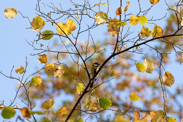 Great tit small bird autumn at the branch.