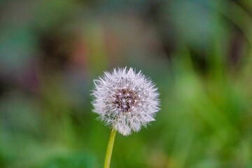 dandelion in grass, photo as a background , autumn colors in north italy