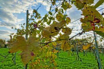 grapes in vineyard, photo as a background , autumn colors in north italy - 674139427