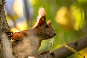 Squirrel close up at the sunny fall day.