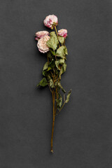 Dry roses on dark background top view.